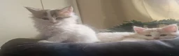 Mixed Breed cats for sale: mix Mainecoon - 1female- 1male - Advert 12