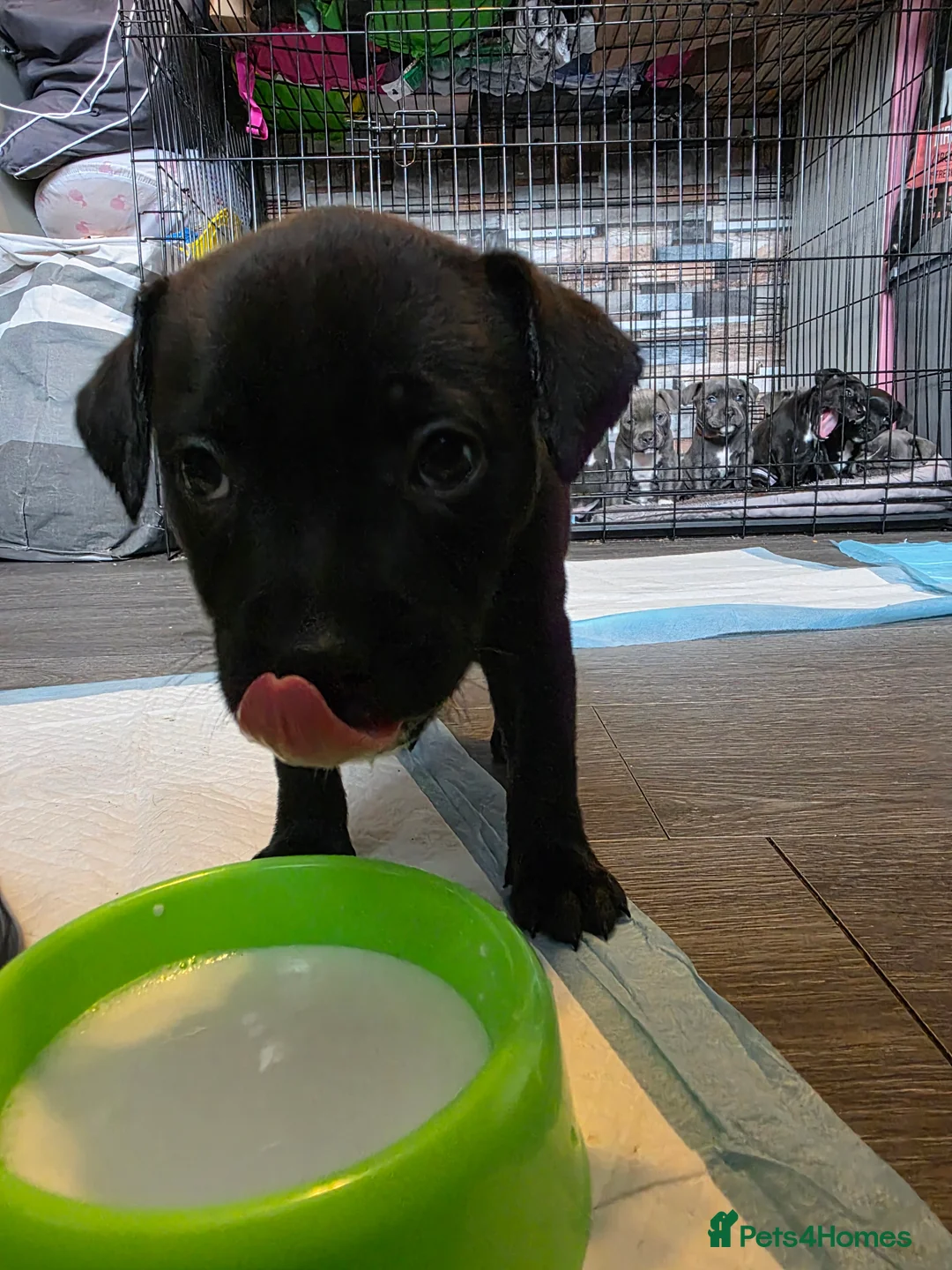 Staffordshire Bull Terrier dogs for sale: Staffordshire bull terrier blues  - Advert 33