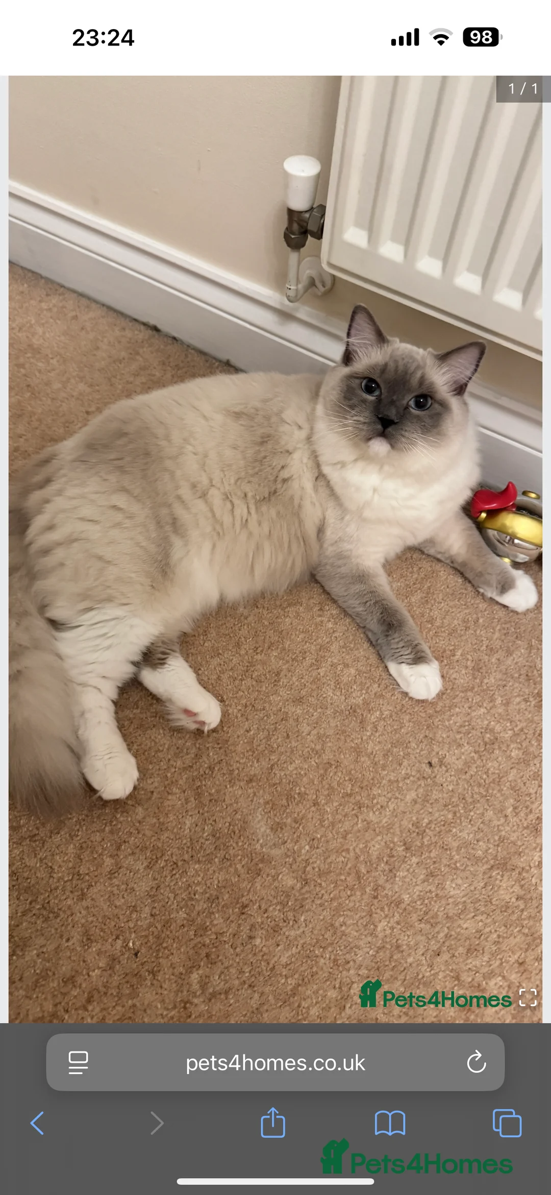 Ragdoll cats for sale: 6 adorable kittens , ready to go home in April  - Advert 9