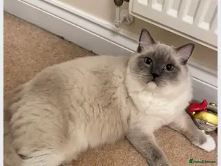 Ragdoll cats 6 adorable kittens , ready to go home in April - Advert 1