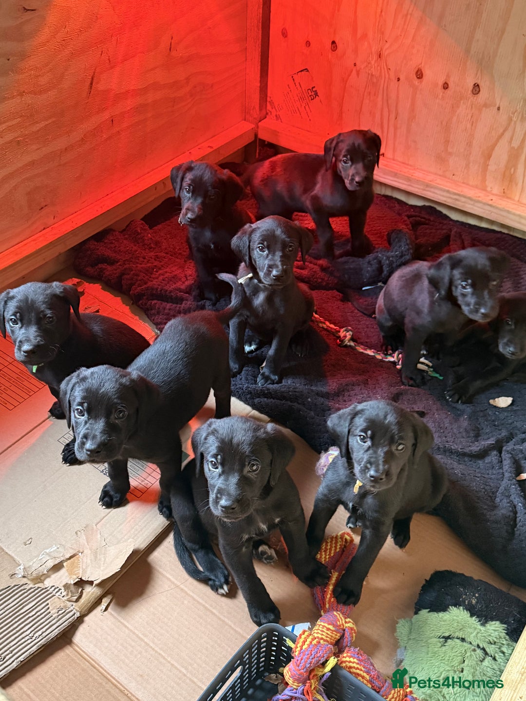 Mixed Breed dogs for sale: F1 Bloodhound X German Sheppard - Advert 1