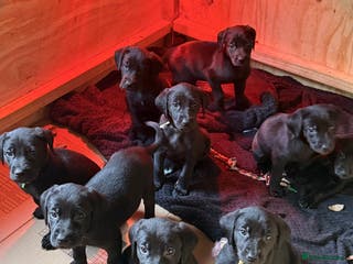 Mixed Breed dogs F1 Bloodhound X German Sheppard - Advert 4