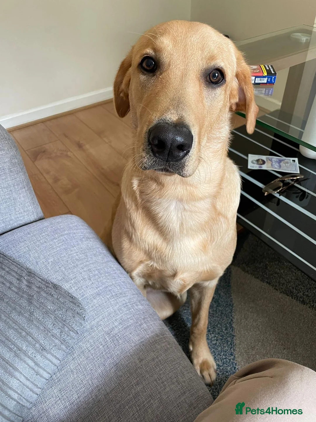 Labrador Retriever dogs for sale: Beautiful Rio…waiting for a new home - Advert 3