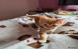 Mixed Breed cats for sale: Stunning, active kittens - Image 9