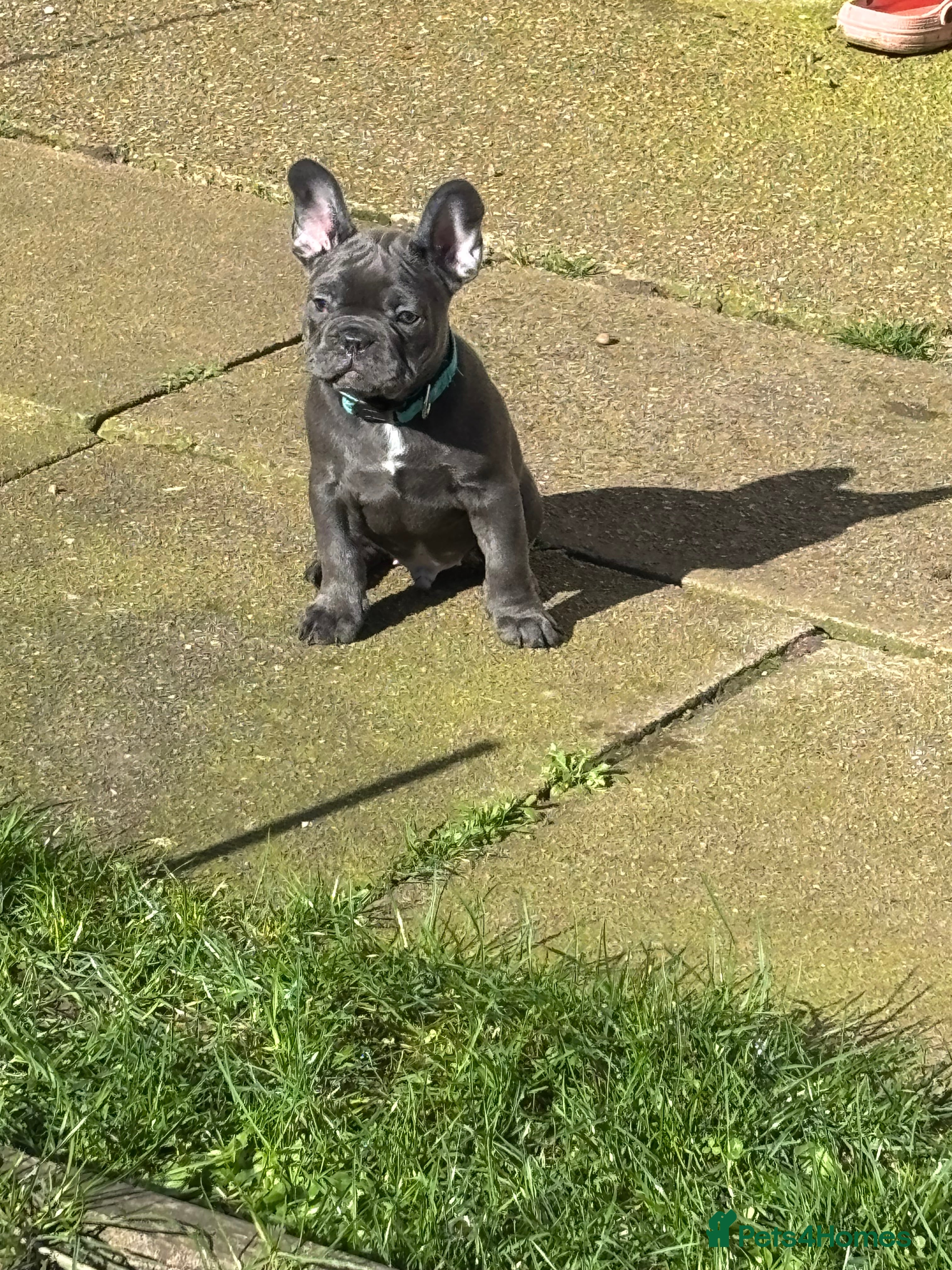 French Bulldog dogs Blue Frenchies ready for their forever home - Advert 4