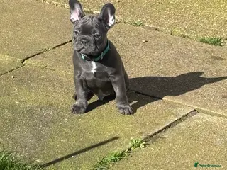 French Bulldog dogs Blue Frenchies ready for their forever home - Advert 4