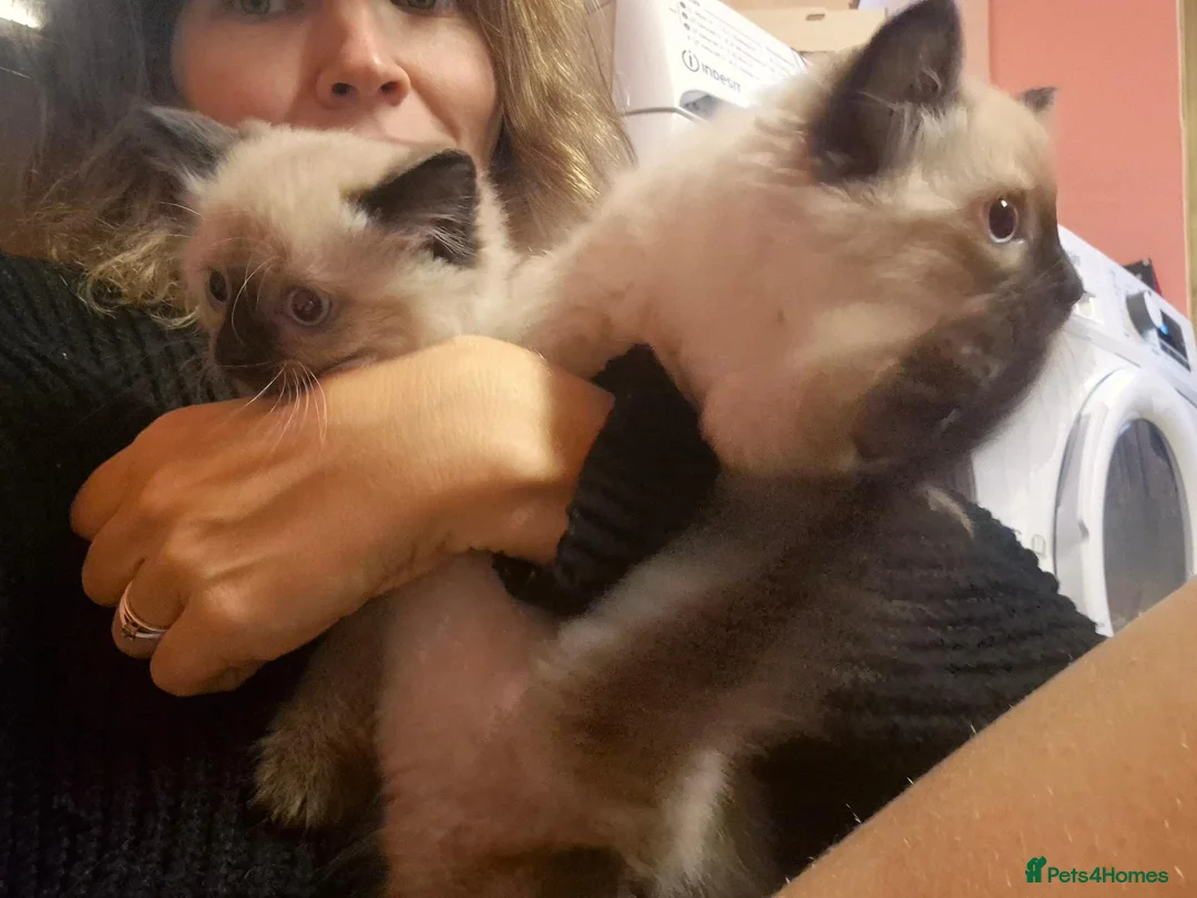 Mixed Breed cats for sale: Mixed Ragdoll babies in Alton - Advert 7