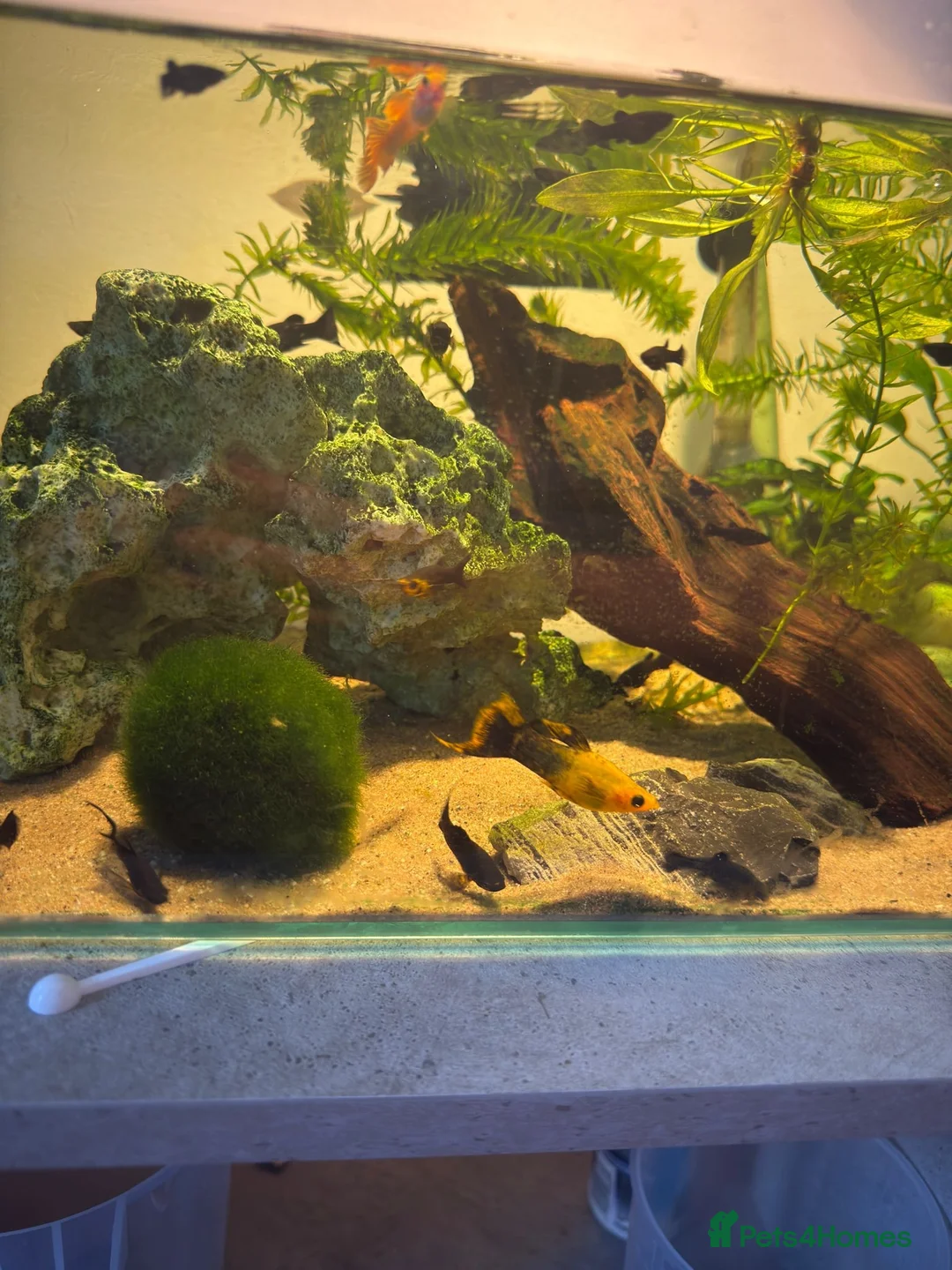 Turtle reptiles for sale: Full Turtle set up with turtle and fish included   - Advert 12