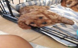 Cavapoo dogs for sale: Red cavapoo babies, both parent DNA tested - Image 14