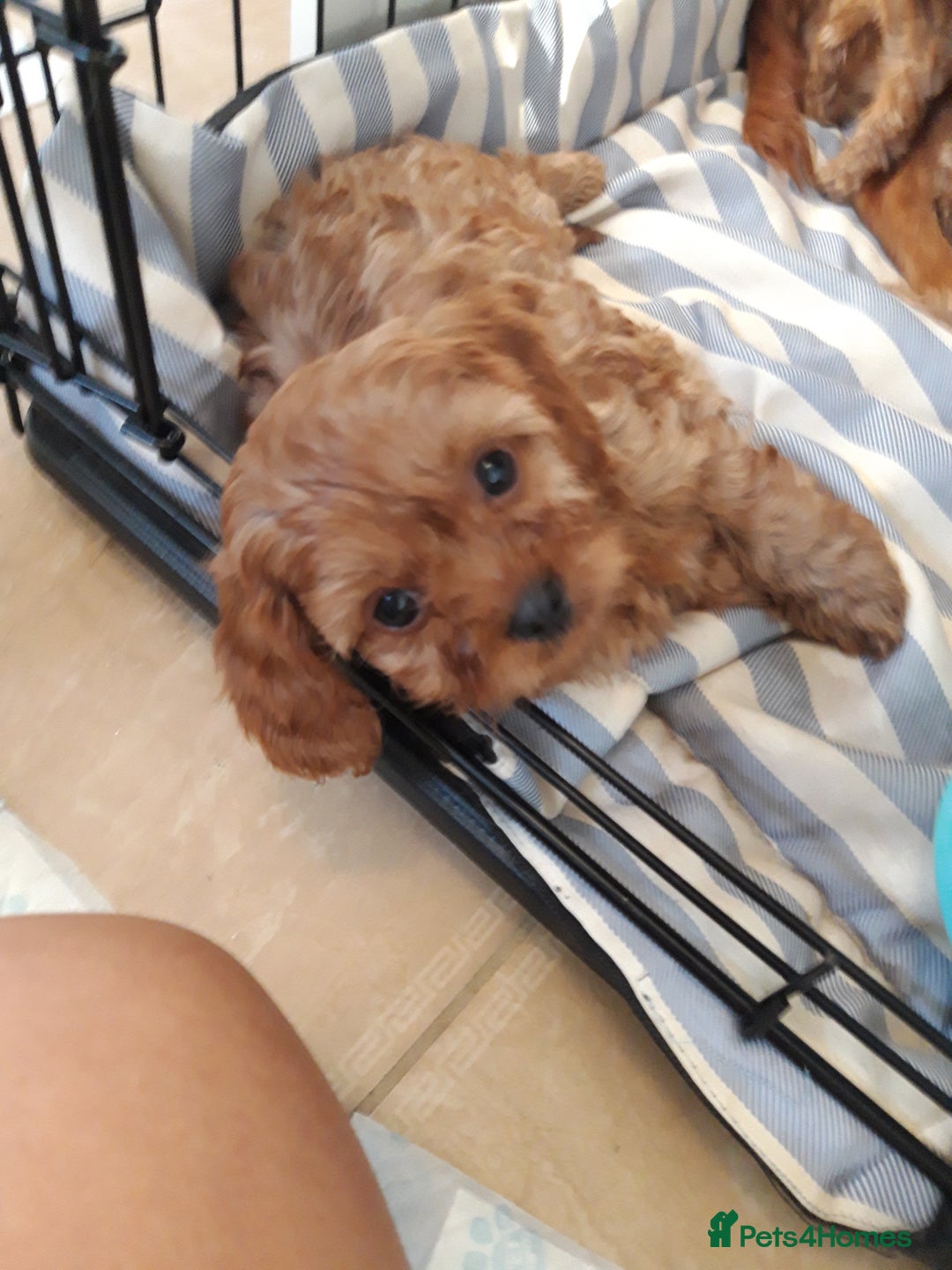 Cavapoo dogs for sale: Red cavapoo babies, both parent DNA tested - Image 14