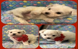 Maltese dogs for sale: Tiny kc registered maltese Korean boys  - Image 13