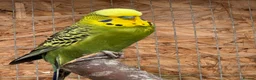 Budgerigars birds for sale: Adult budgies for sale , ready now  - Advert 4