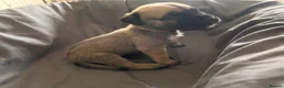 Presa Canario dogs for sale: Presa Canario Puppies Availale  - Advert 30