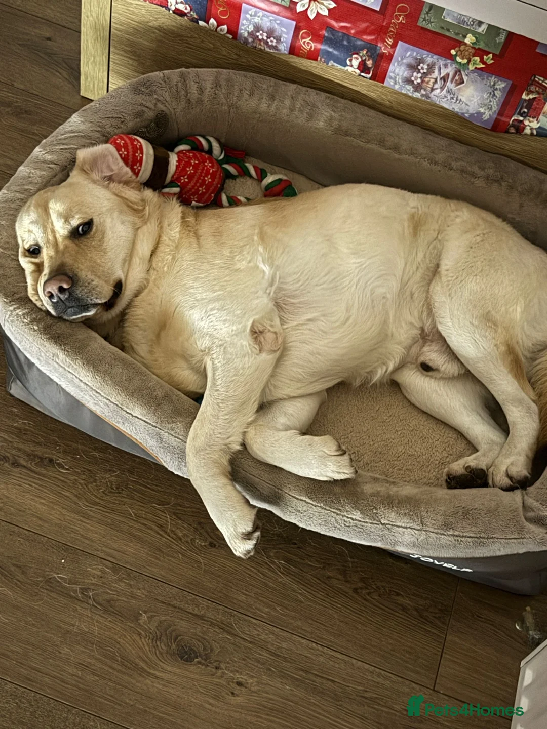 Labrador Retriever dogs for stud: Looking for a female Labrador for stud. in Harrogate - Advert 2