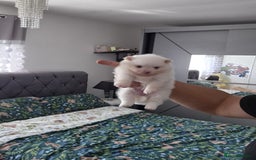 Pomeranian dogs for sale: pomeranian puppies ** size 🥰 - Image 3