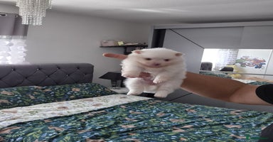 Pomeranian dogs - Advert 15