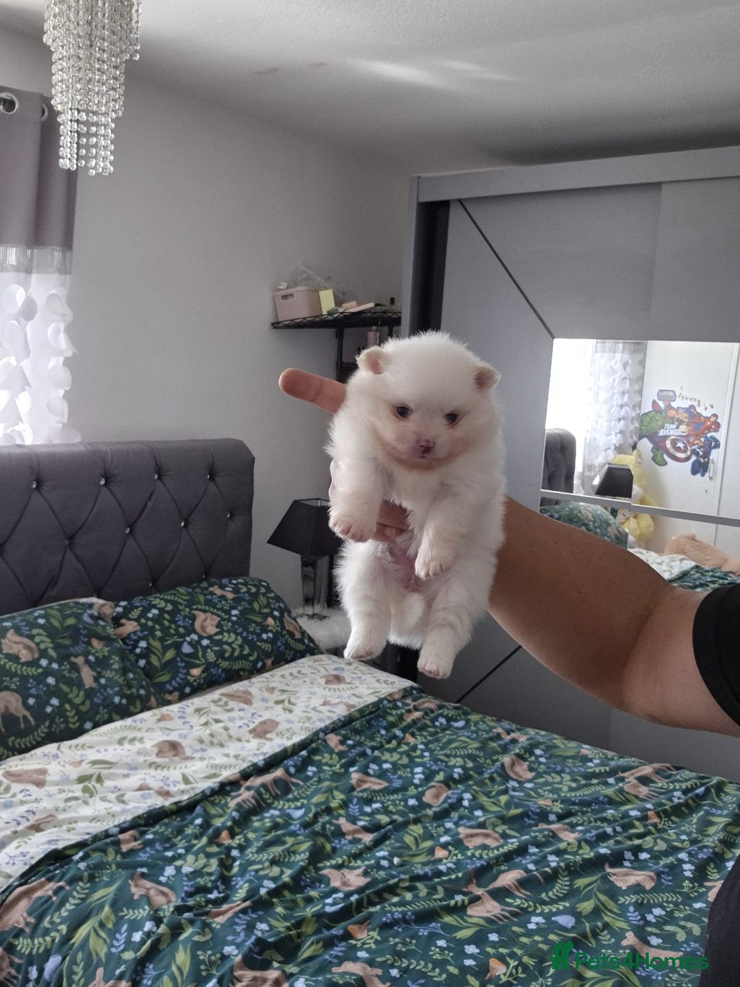Pomeranian dogs for sale: pomeranian puppies ** size 🥰 - Image 3