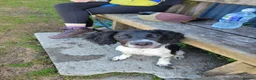 English Springer Spaniel dogs for sale: English Springer Spaniel  in Llanidloes - Advert 3