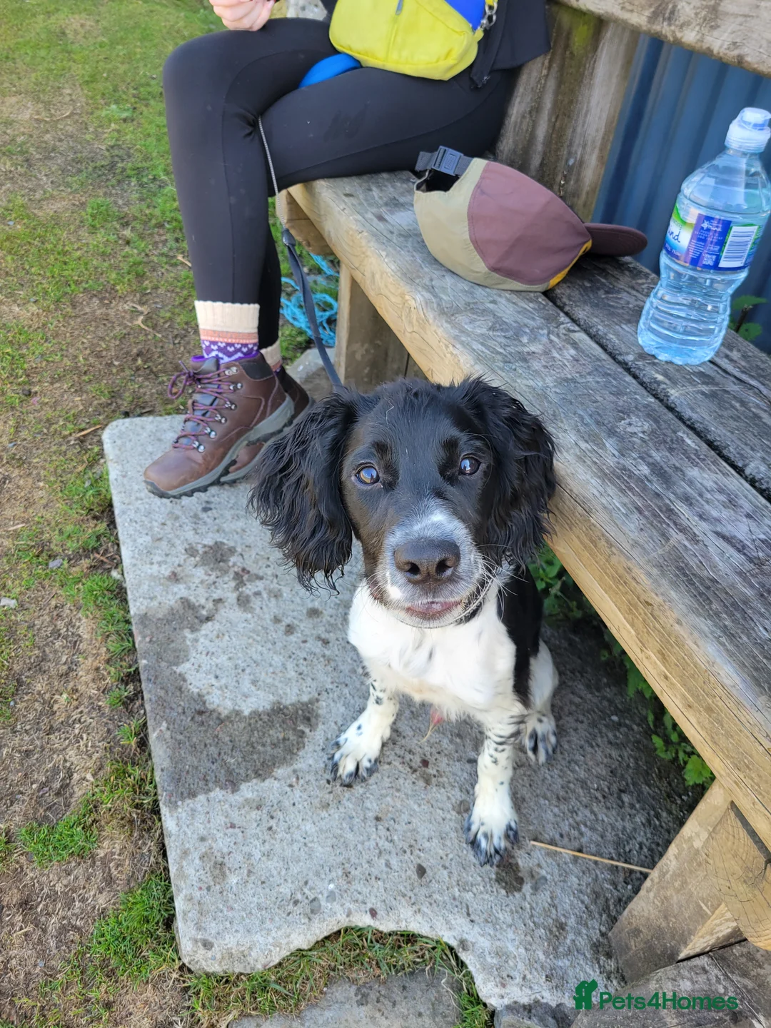 English Springer Spaniel dogs for sale: English Springer Spaniel  in Llanidloes - Advert 3