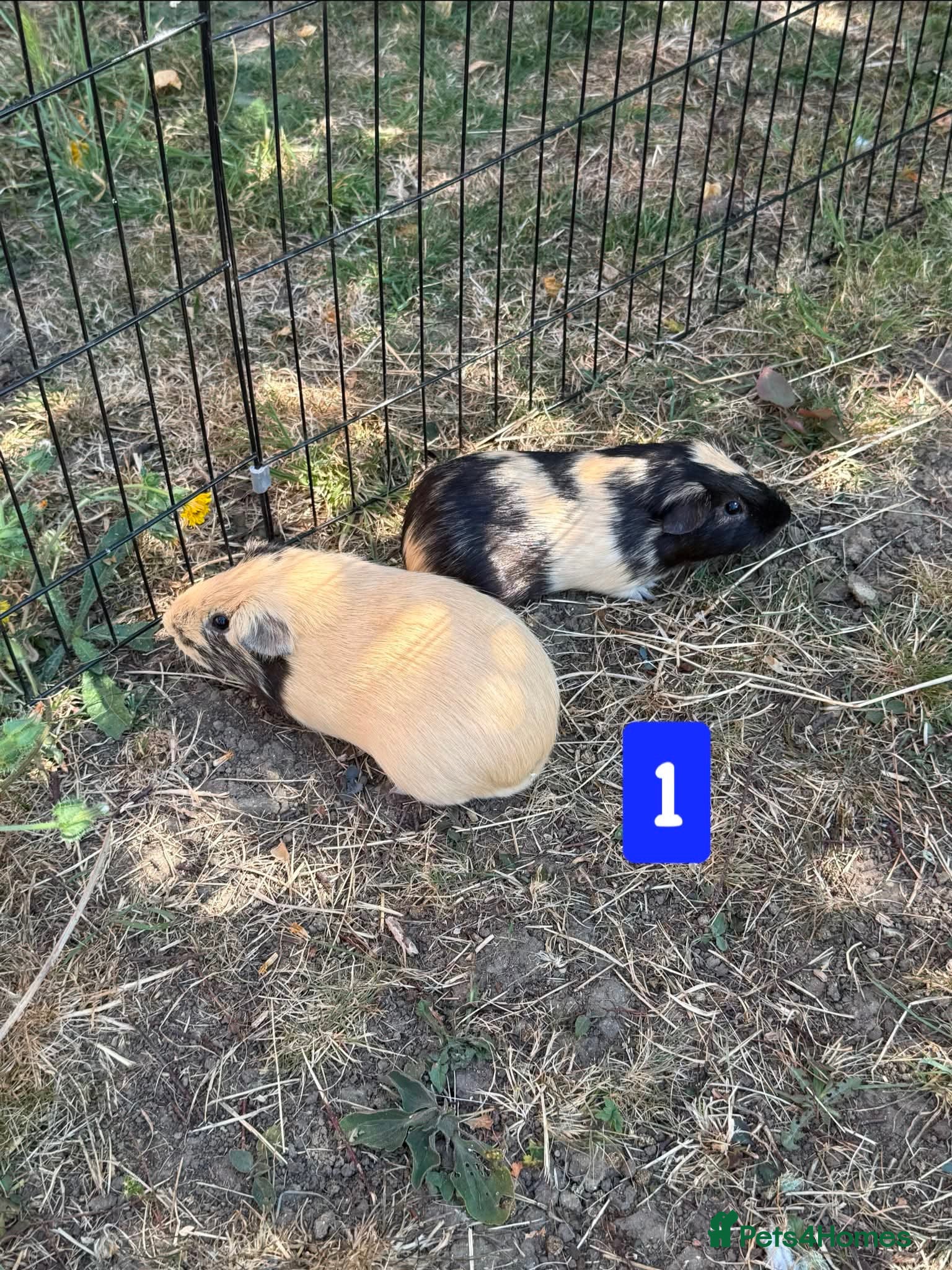Guinea Pig rodents Guinea pigs for sale bonded pairs / trios  - Advert 16