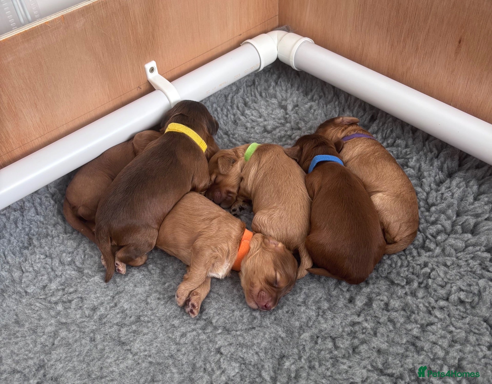Cockapoo dogs (3 LEFT!) Toy F2 Cockapoo - Advert 2