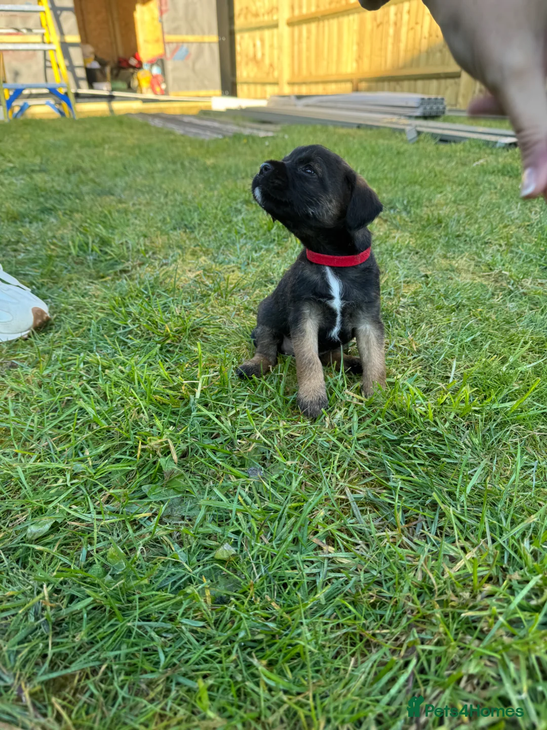 Border Terrier dogs for sale: Beautiful Border Terrier  - Advert 4