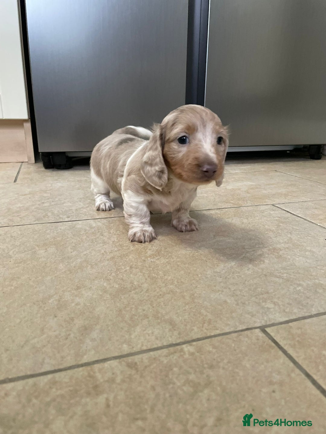 Miniature Dachshund dogs for sale: Long hair, Isabella and tan dapple / piebold  - Advert 12