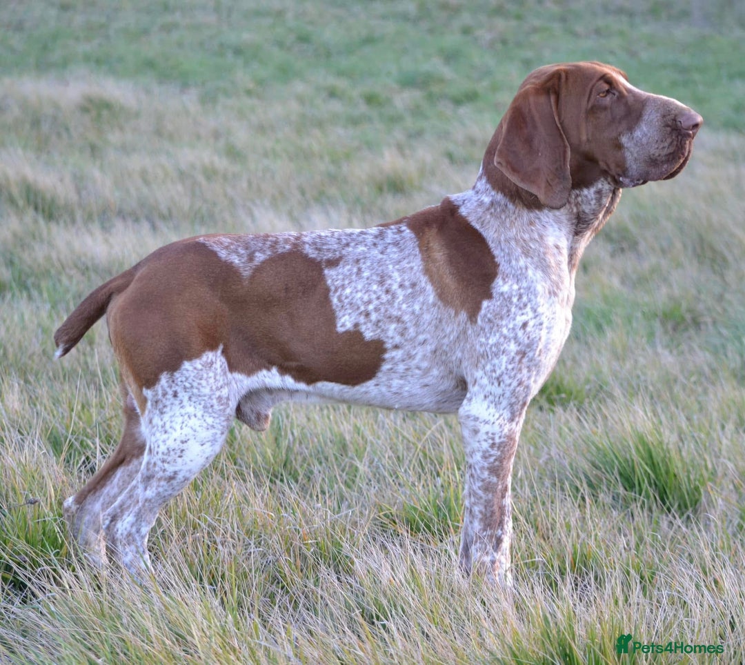 Bracco Italiano dogs for sale: Puppies due end of Jan!!   - Advert 21