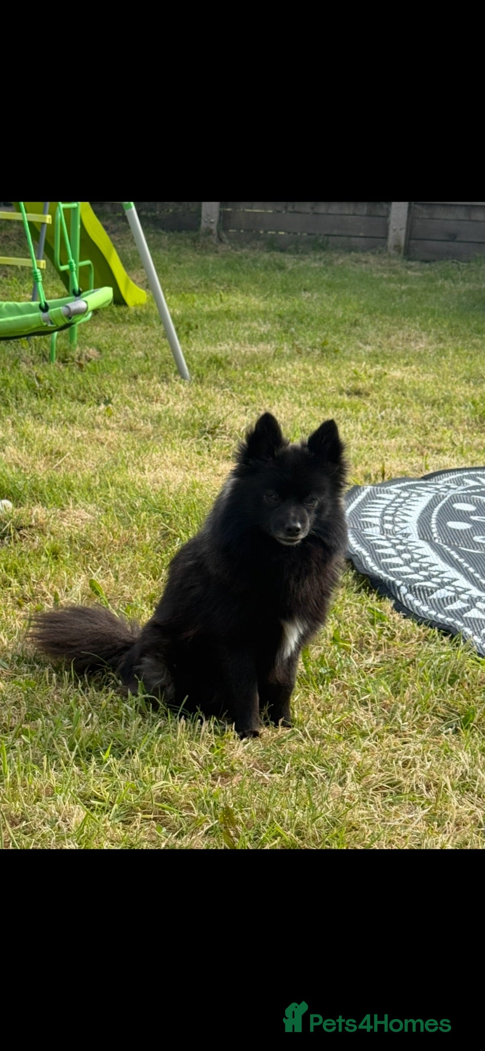Pomsky dogs POMSKY FOR RE HOMING  - Advert 10