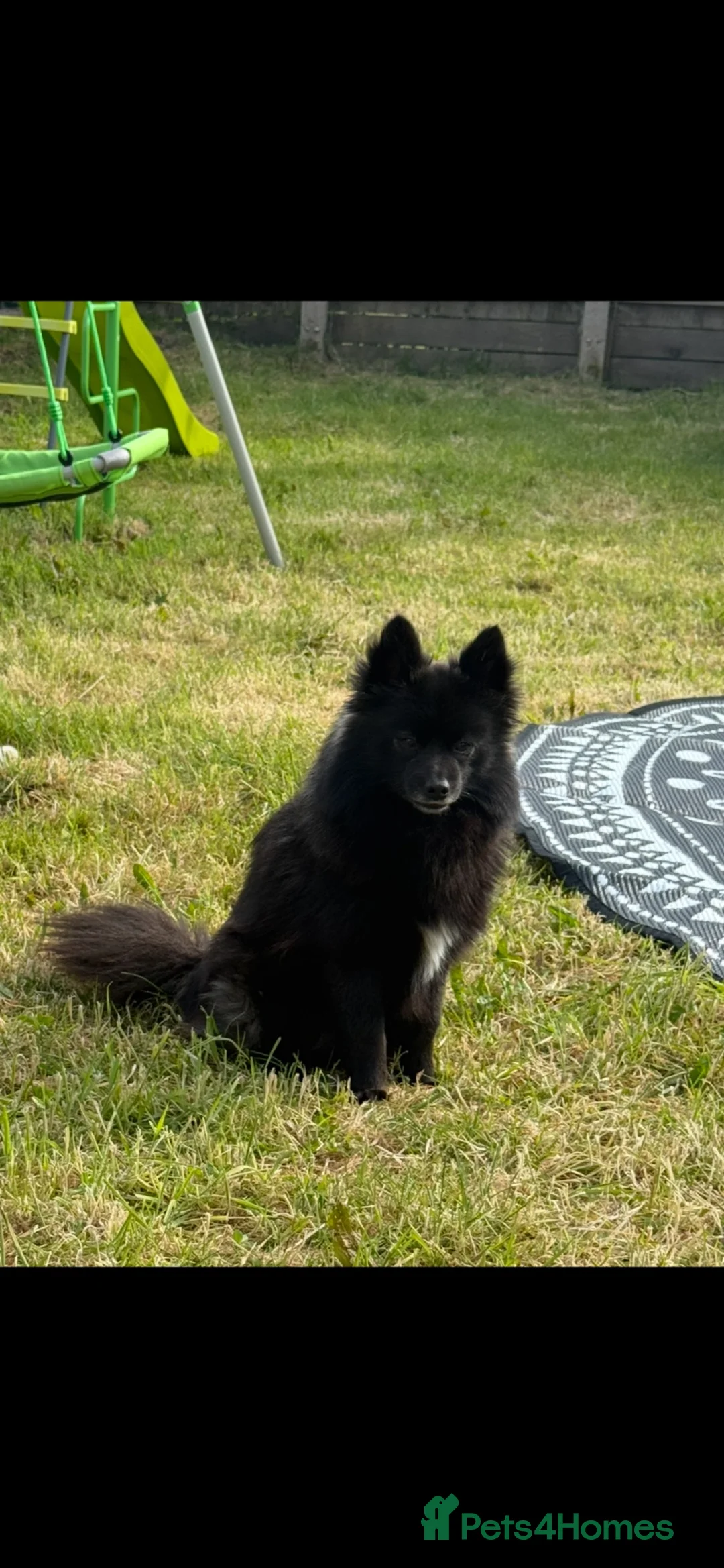 Pomsky dogs for sale: POMSKY FOR RE HOMING  in Swansea - Advert 1