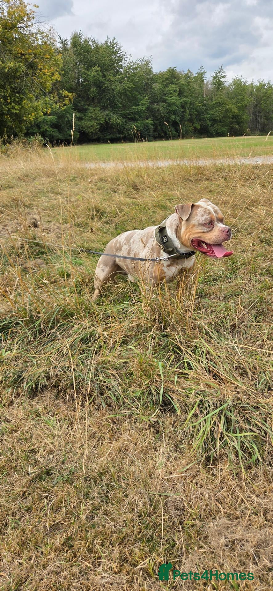American Bully dogs American Standard Bully For Stud - Advert 7