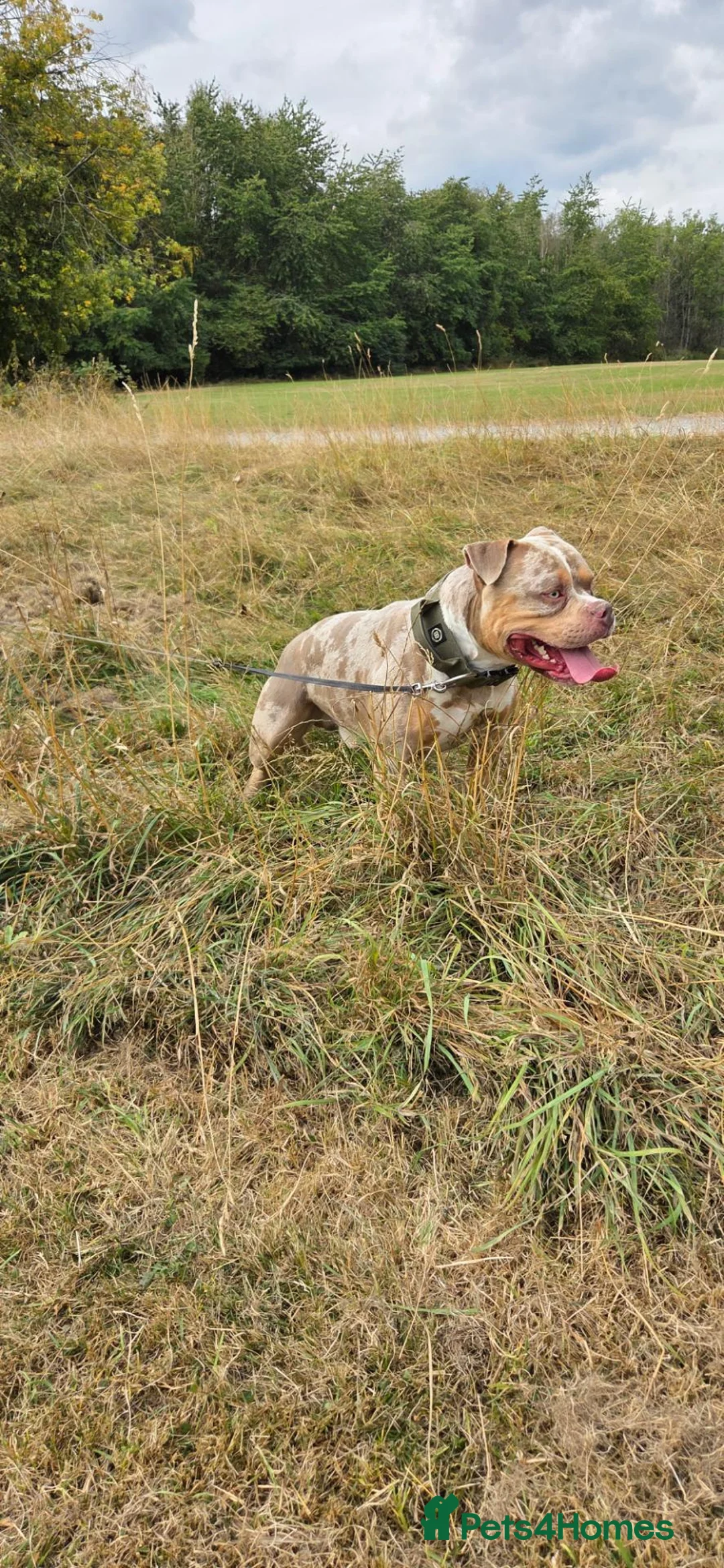 American Bully dogs for stud: American Standard Bully For Stud in Warrington - Advert 1
