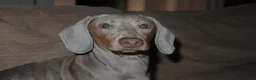 Dachshund dogs for sale: Dachshund puppies - Advert 5