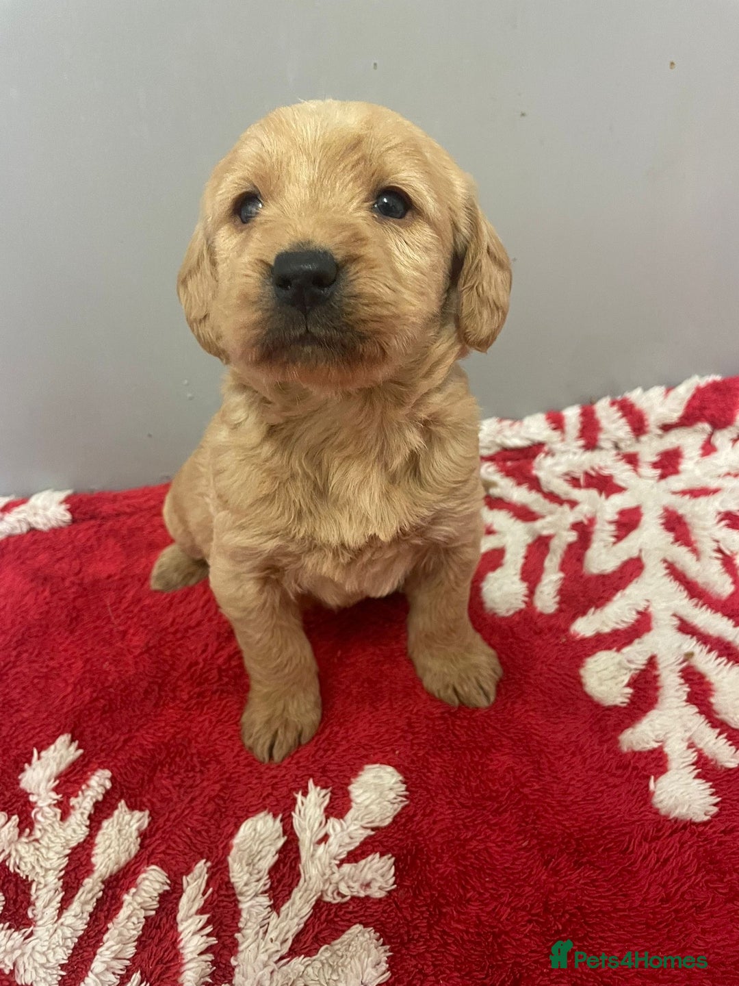 Labradoodle dogs for sale: F1 Labradoodle Puppies  - Advert 1
