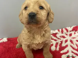 Labradoodle dogs F1 Labradoodle Puppies - Advert 13