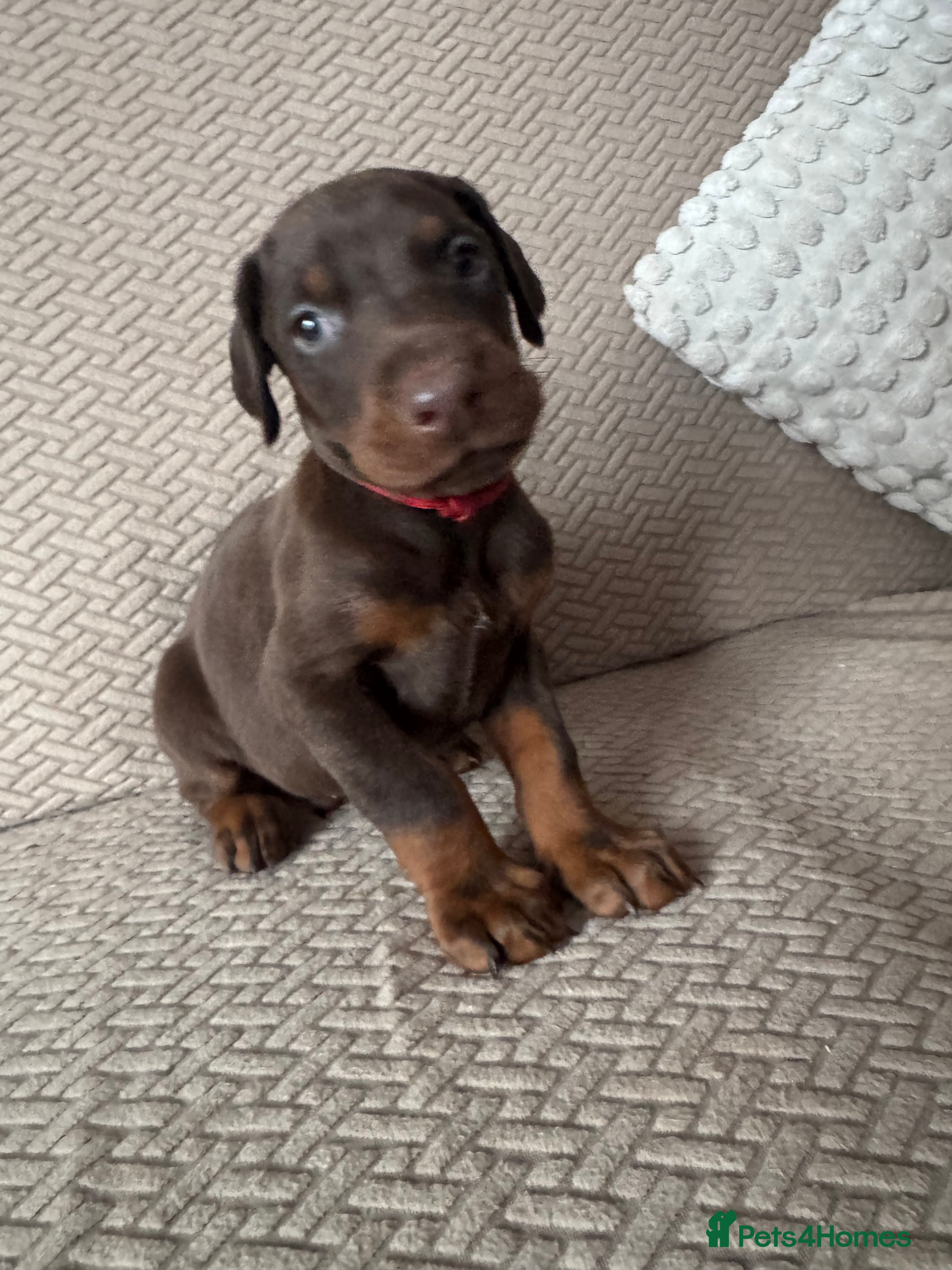 Dobermann dogs Beautiful Doberman puppies  - Advert 5