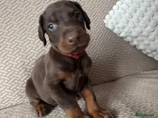 Dobermann dogs Beautiful Doberman puppies - Advert 5