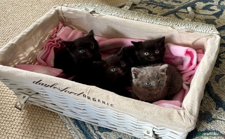 Domestic Shorthair cats - Advert 12