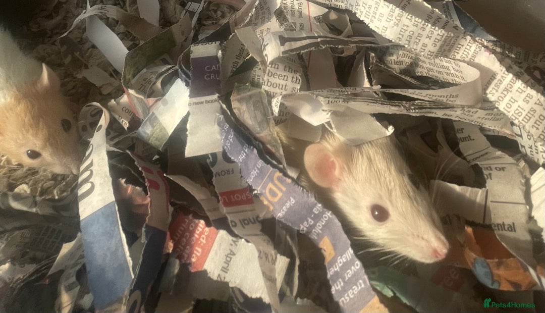 Rat rodents for sale: Baby dwarf rats  - Image 12