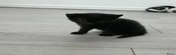 Mixed Breed cats for sale: Black male kitten - Advert 4