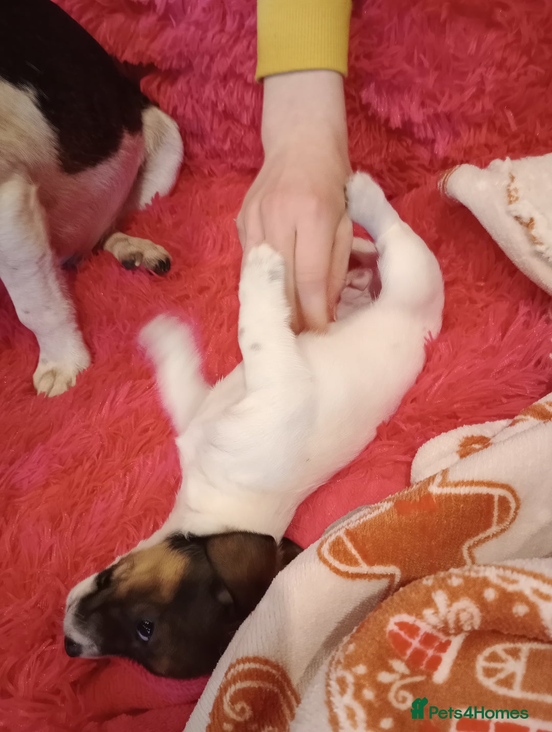 Jack Russell dogs for sale: Jack russell puppies - Advert 34