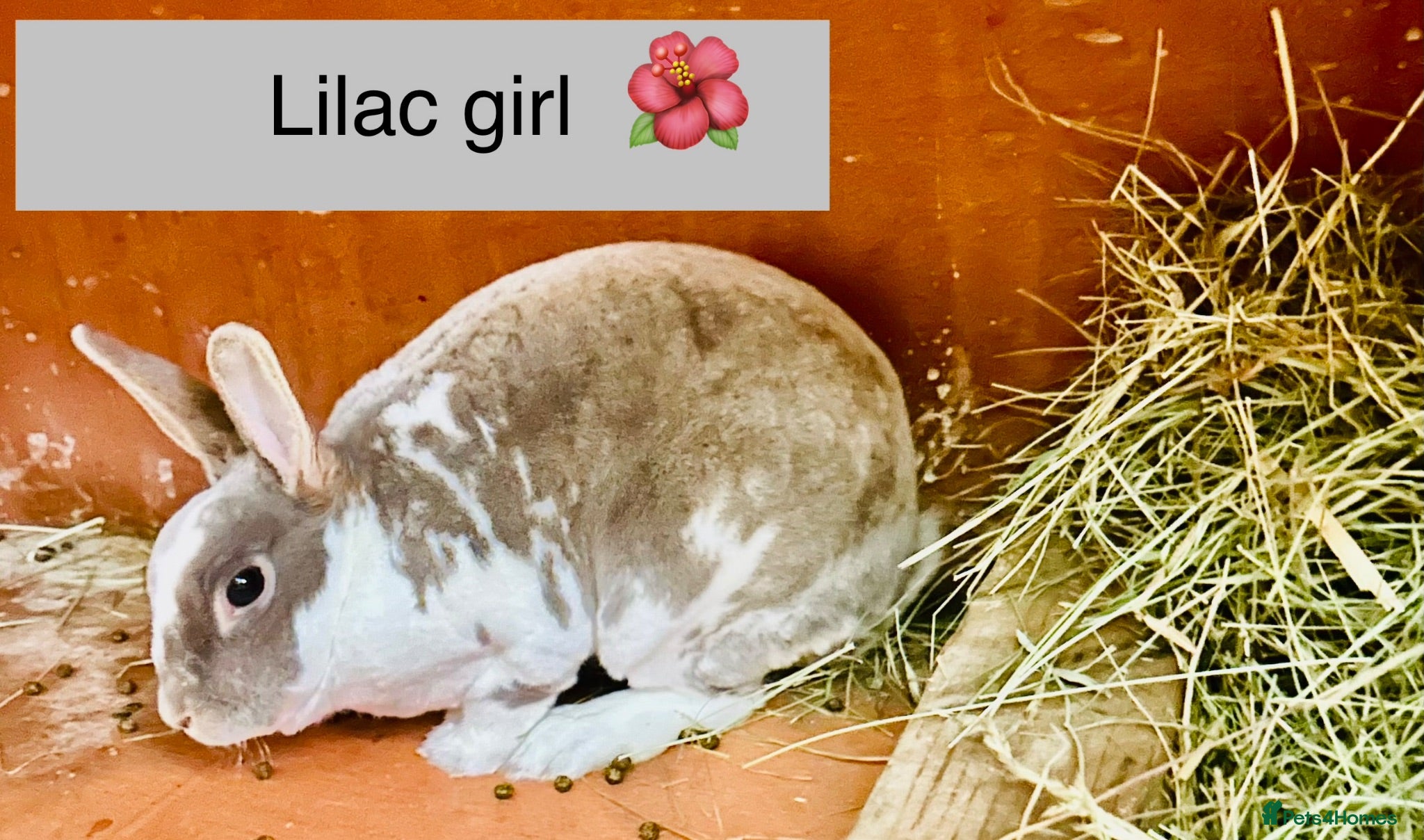 Mixed Breed rabbits Rabbits for homes  - Advert 7