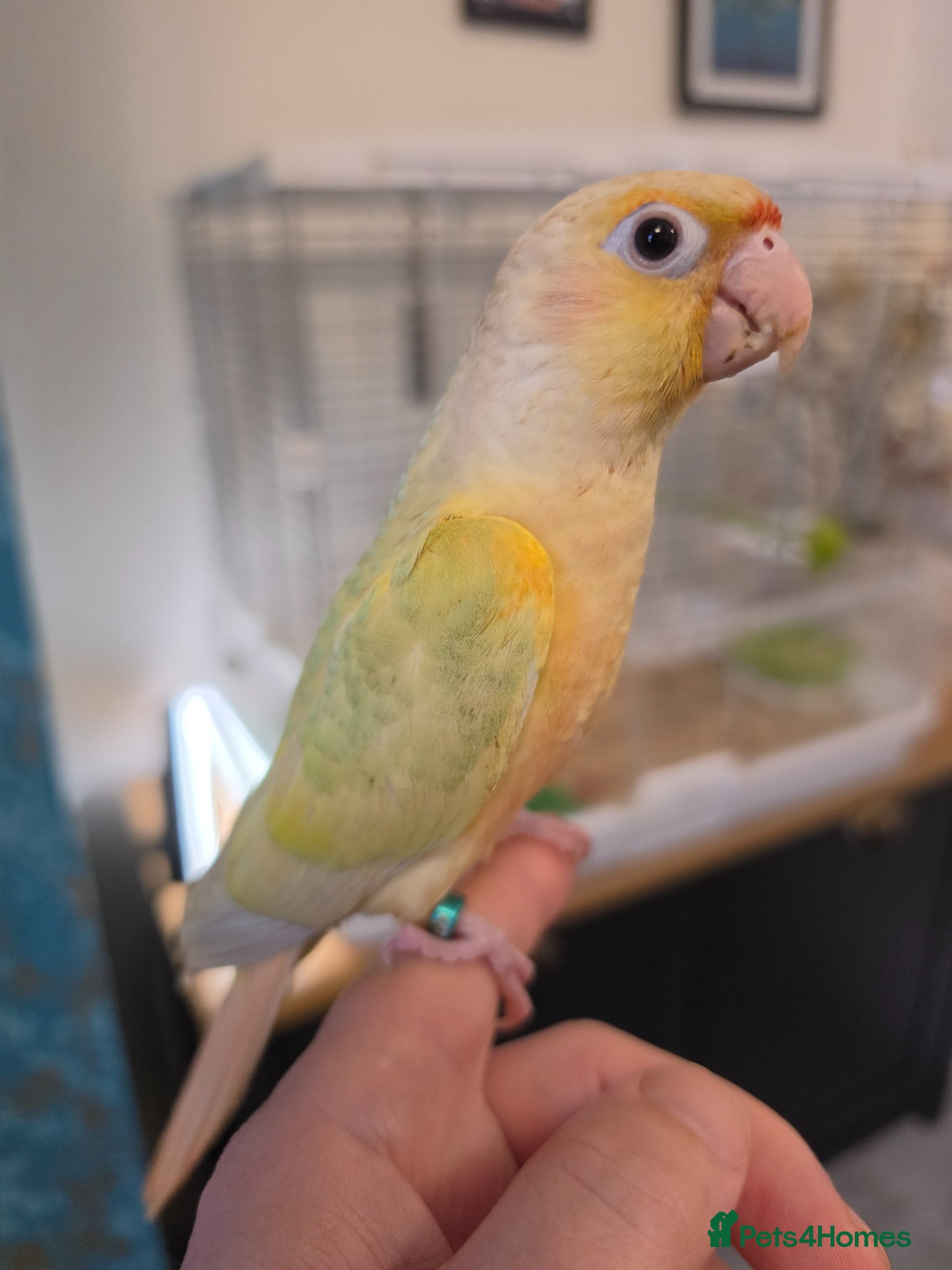 Conures birds Last Hand-reared Conure! - Advert 3