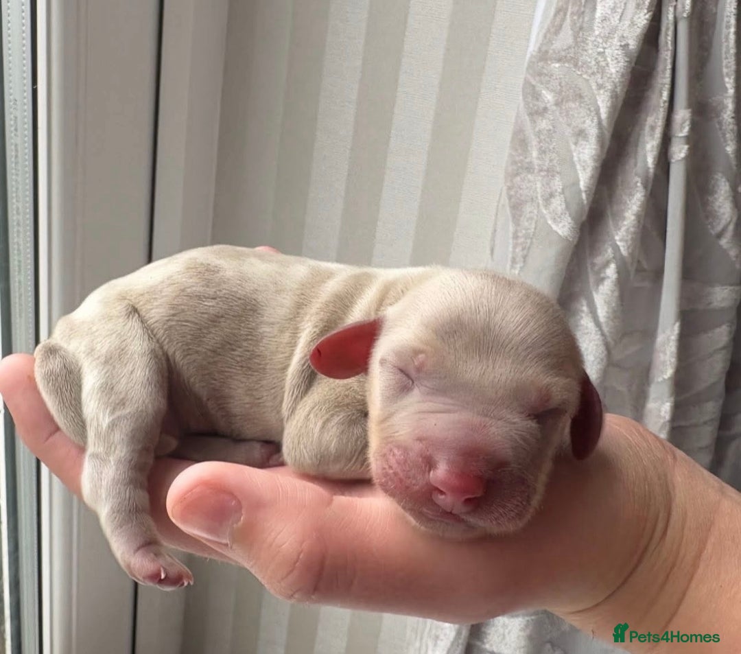 Miniature Dachshund dogs for sale: Miniature dachshund puppy’s  - Advert 3