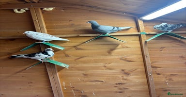 Pigeons birds - Advert 5