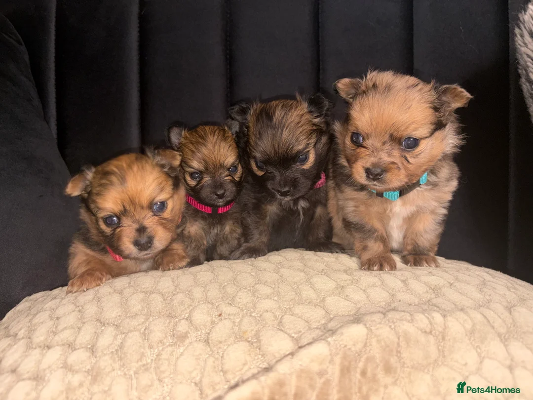 Pomchi dogs for sale: Pomchi - Advert 2