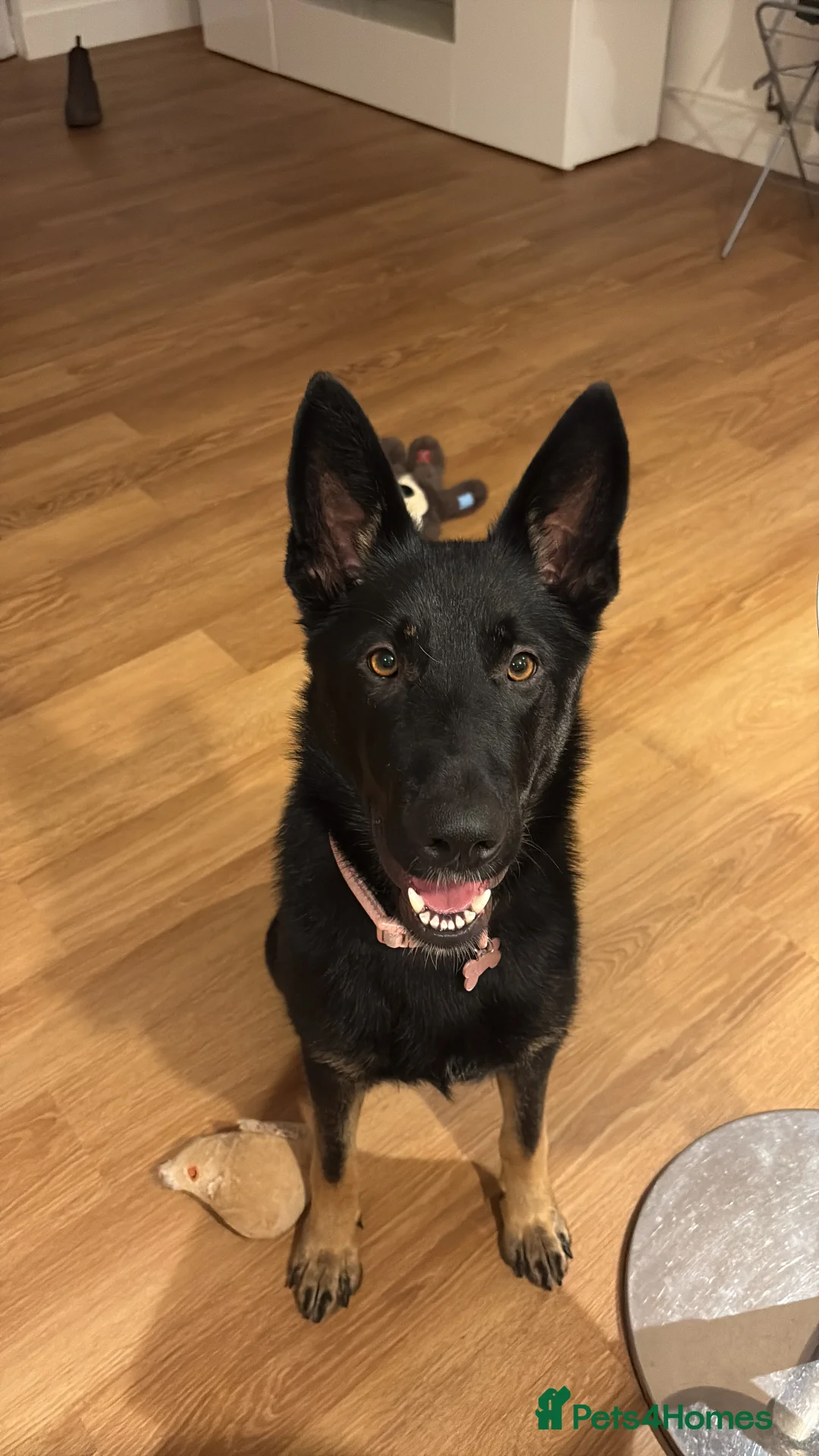 German Shepherd dogs for sale: Female German Shepard - Advert 6