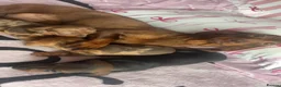 Dachshund dogs for sale: 3 gorgeous dachshund puppieS in Houghton le Spring - Advert 2