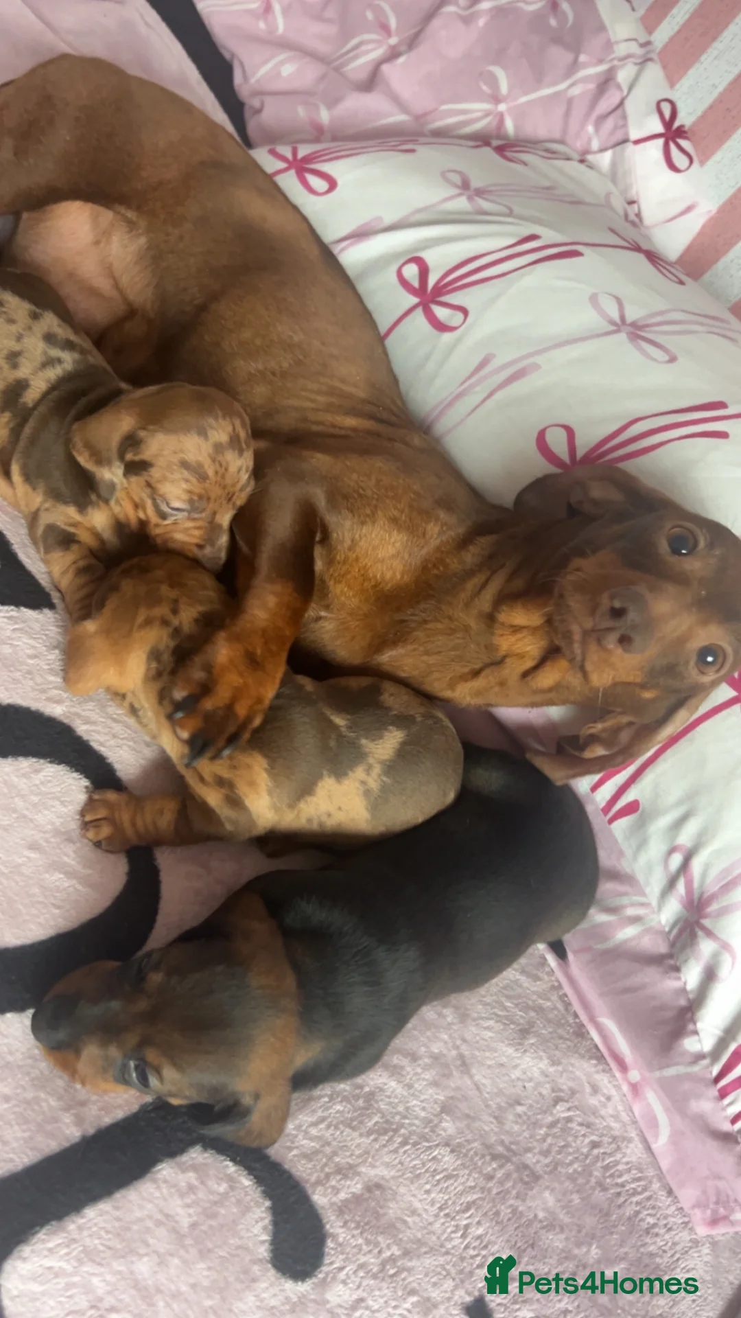 Dachshund dogs for sale: 3 gorgeous dachshund puppieS in Houghton le Spring - Advert 2