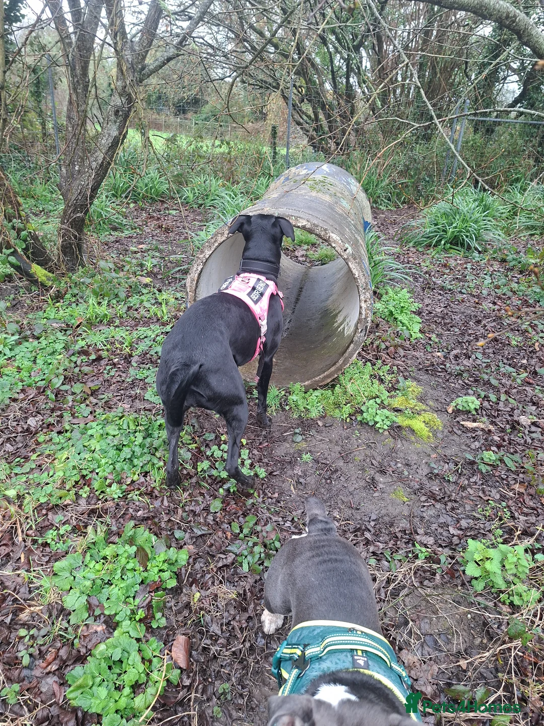 Mixed Breed dogs for sale: Stella  - Advert 5